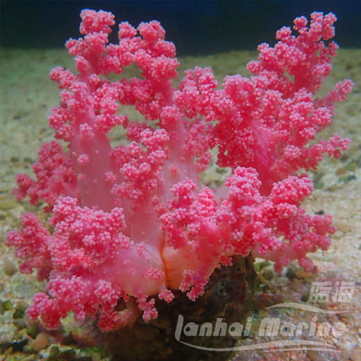 粉水桃花 商品图1