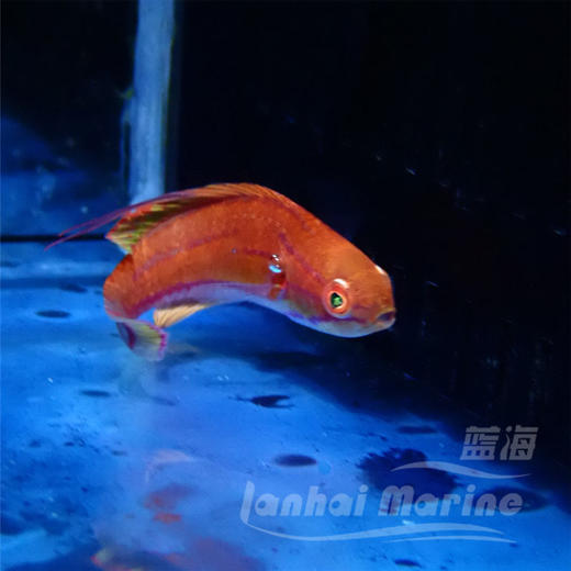 快闪龙 商品图2