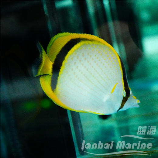 美丽蝶 商品图2