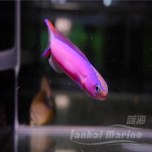 紫鸳鸯 商品图4