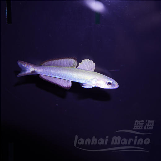 喷射机 商品图3