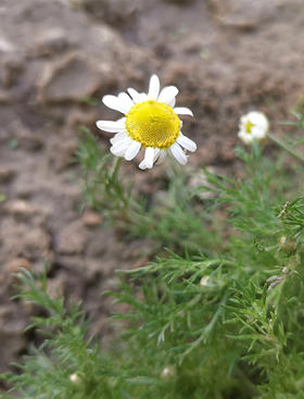 #芳研社直播日# 今天是直播日，也是洋甘菊纯露上新
