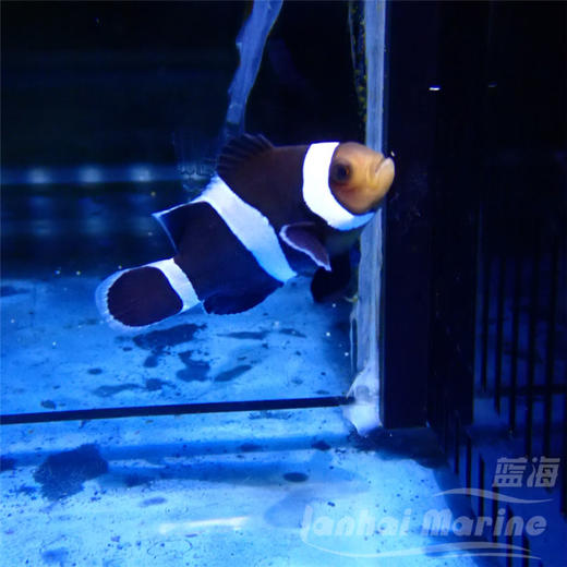 人工澳黑 商品图2