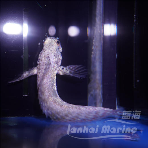 西瓜刨 商品图5