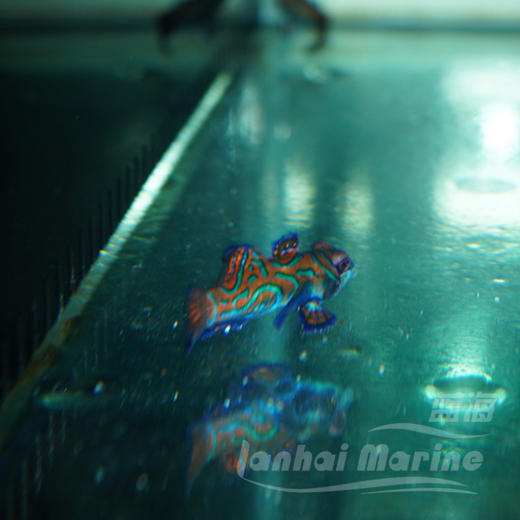 五彩青蛙（吃虫子） 商品图2