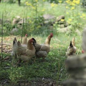 【山林散养母鸡】黄山深山散养，饮山泉.吃野果虫子等，鸡龄:一年半以上，3斤3两左右，默认对切，如需整鸡请备注(免费清理好.真空包装.顺丰冷鲜配送）