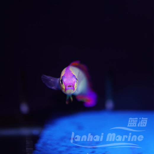 紫雷达 商品图3