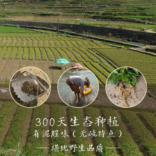 优质太子参-益气健脾，生津润肺 商品图5