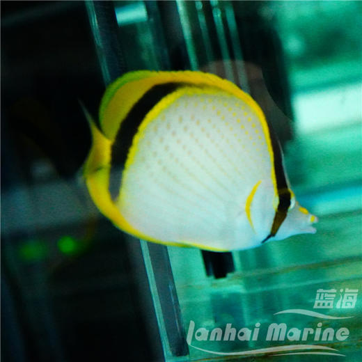 美丽蝶 商品图3