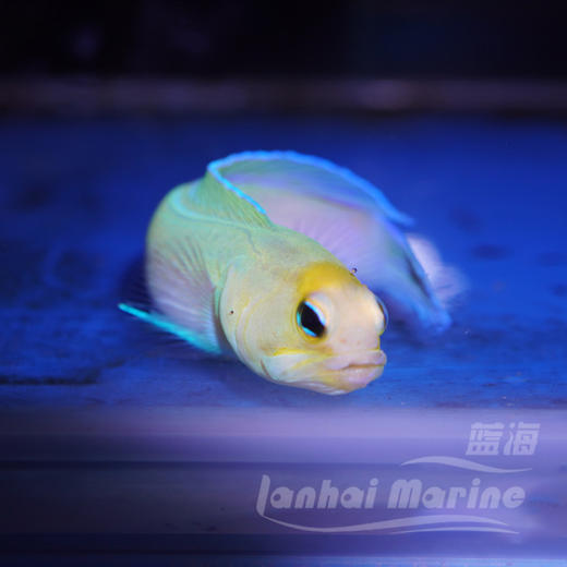 美国大帆鸳鸯 商品图3