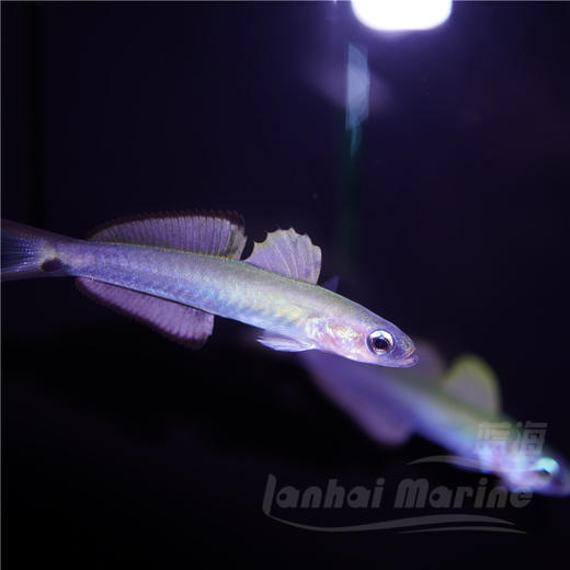 喷射机 商品图2