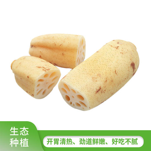 九孔池藕400-450g 商品图0