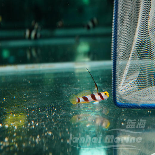 黑天线虾虎 商品图2