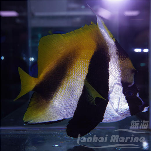 东非金关刀 商品图5
