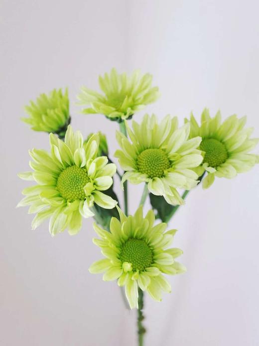 【周四团购】绿精灵雏菊一把39.8元 2人拼团 商品图1