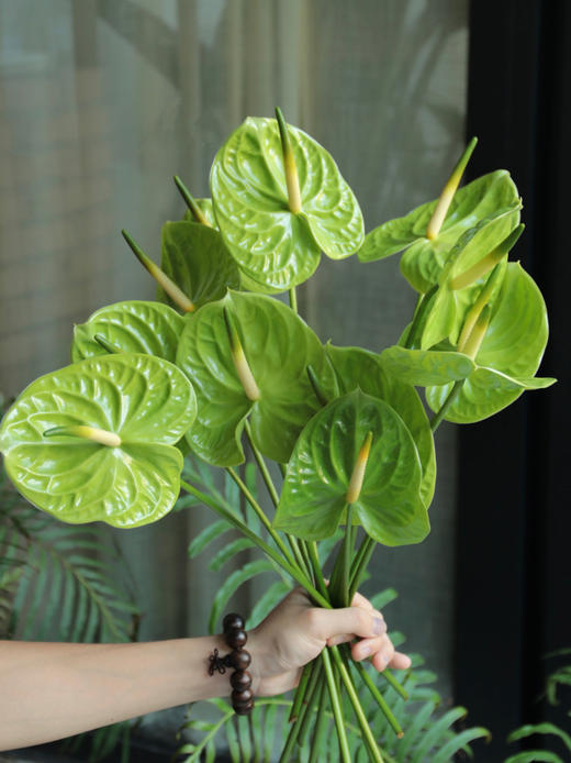 【周四秒杀】进口荷冠绿掌3枝49.8元  商品图0