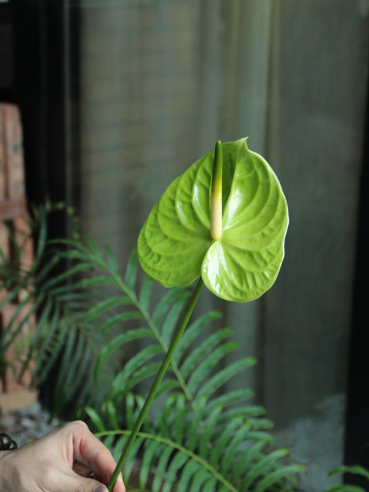 【周四秒杀】进口荷冠绿掌3枝49.8元  商品图1