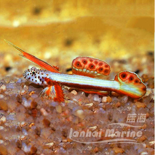 火炬虾虎 商品图1