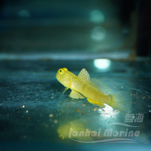 黄金虾虎 商品图3