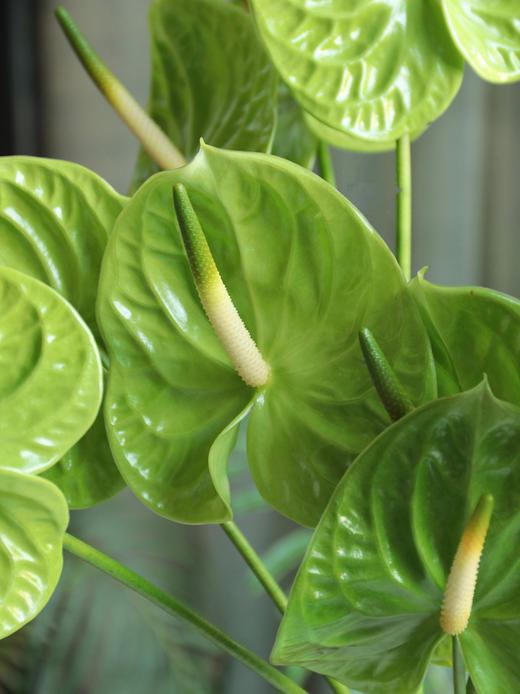 【周四秒杀】进口荷冠绿掌3枝49.8元  商品图2