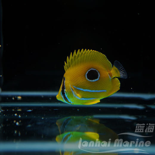 法国蝶 商品图3