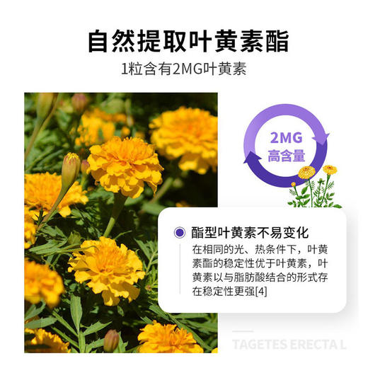 【买2立减20，买3送1】北京同仁堂蓝莓叶黄素酯片叶黄素护眼片咀嚼片成人儿童 商品图1