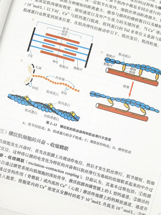 生理学 全国中医药行业高等教育“十四五”规划教材 第十一版 供中医学、针灸推拿学等专业使用 赵铁建 朱大诚 主编9787513268455 商品图4