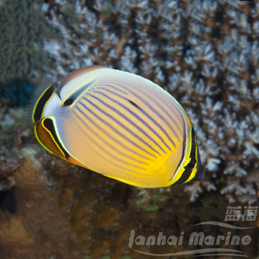 冬瓜蝶 商品图3