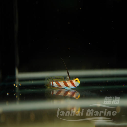 黑天线虾虎 商品图3