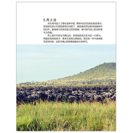 《东非草原 野生动物大追踪》（全2册）6-12岁  适读年龄6-15岁 商品图2