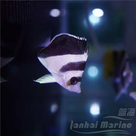 皇帝蝶（波斯蝶） 商品图3