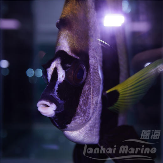 东非金关刀 商品图4
