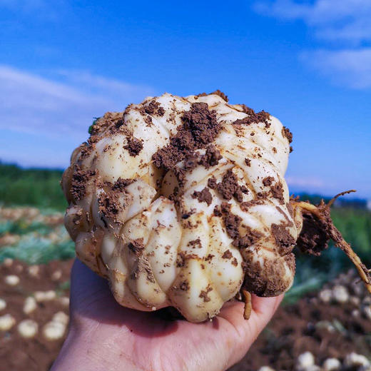 当季新鲜 龙牙百合  口感粉糯不苦不甜 商品图3