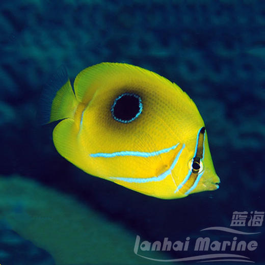 法国蝶 商品图1