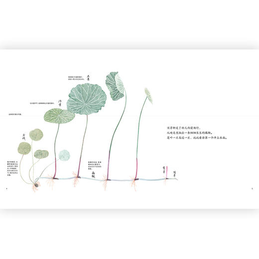 一颗莲子的生命旅程 中科院植物学科普达人创作以国画绘出莲的生命轮回国风情怀自然科普绘本 浪花朵朵童书 商品图1