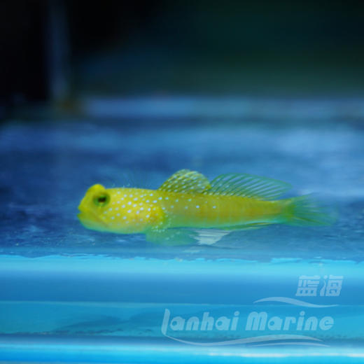 黄金虾虎 商品图2