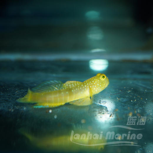 黄金虾虎 商品图1