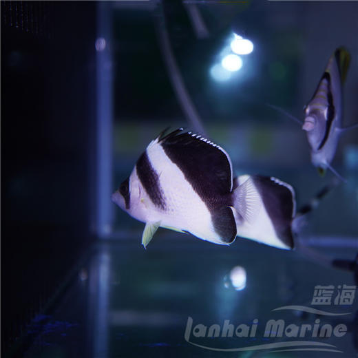 皇帝蝶（波斯蝶） 商品图2