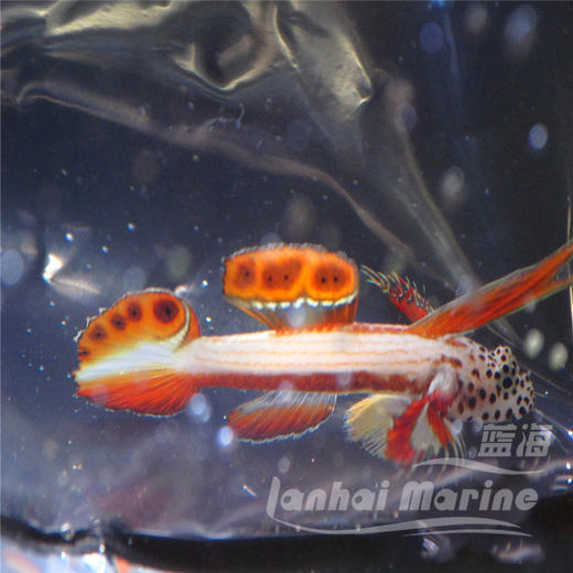 火炬虾虎 商品图4