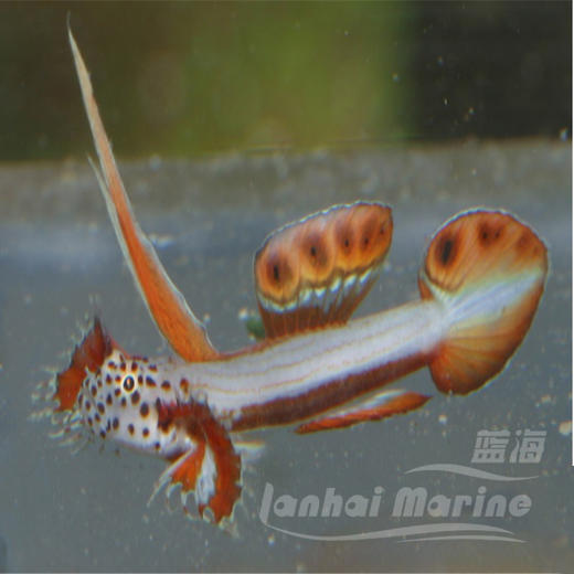 火炬虾虎 商品图3