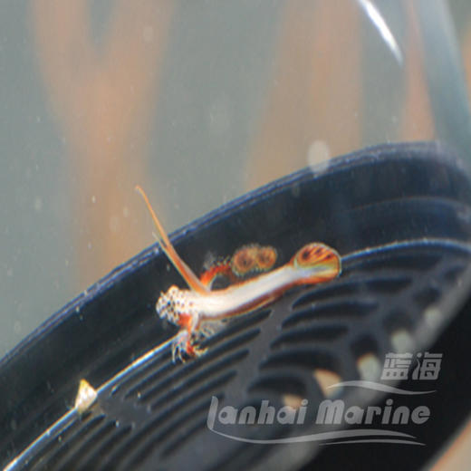 火炬虾虎 商品图2