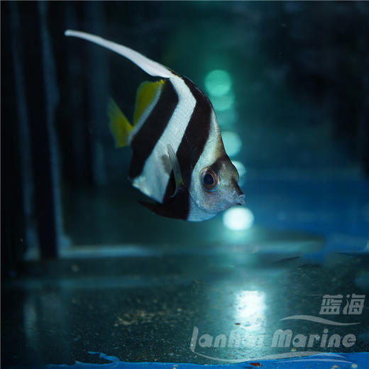 黑白关刀 商品图3