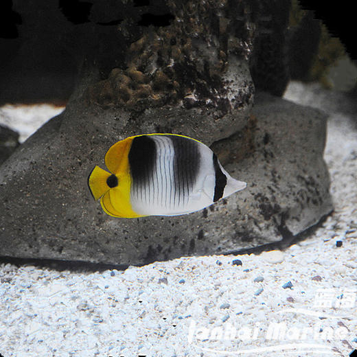 双印蝶 商品图1