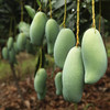 广西 桂七芒果 芒果界的“茅台” 果香浓郁 个大饱满 果肉细腻滑嫩 香甜多汁 无纤维少 入口即化 新鲜美味 商品缩略图1