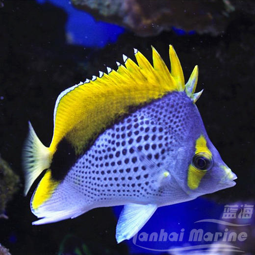 金丁蝶 商品图1