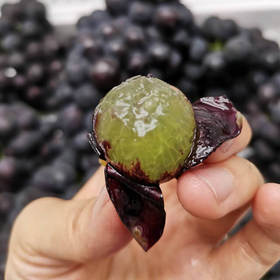 每天采摘~【密云农场冰糖巨峰葡萄】约3.5斤/箱，肉厚汁多，果味浓郁