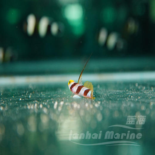 黑天线虾虎 商品图5