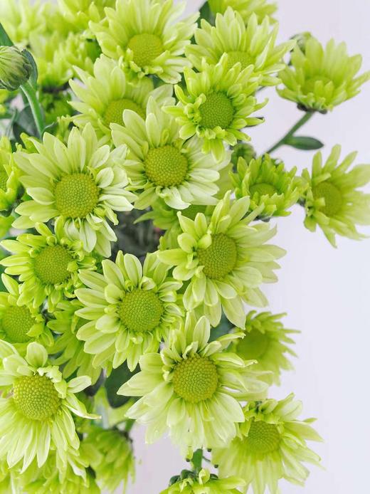 【周四团购】绿精灵雏菊一把39.8元 2人拼团 商品图3