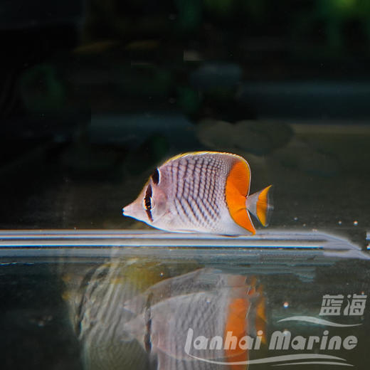 橙尾蝶 商品图5