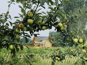  仙境真品｜奇 迹 的 苹 果 